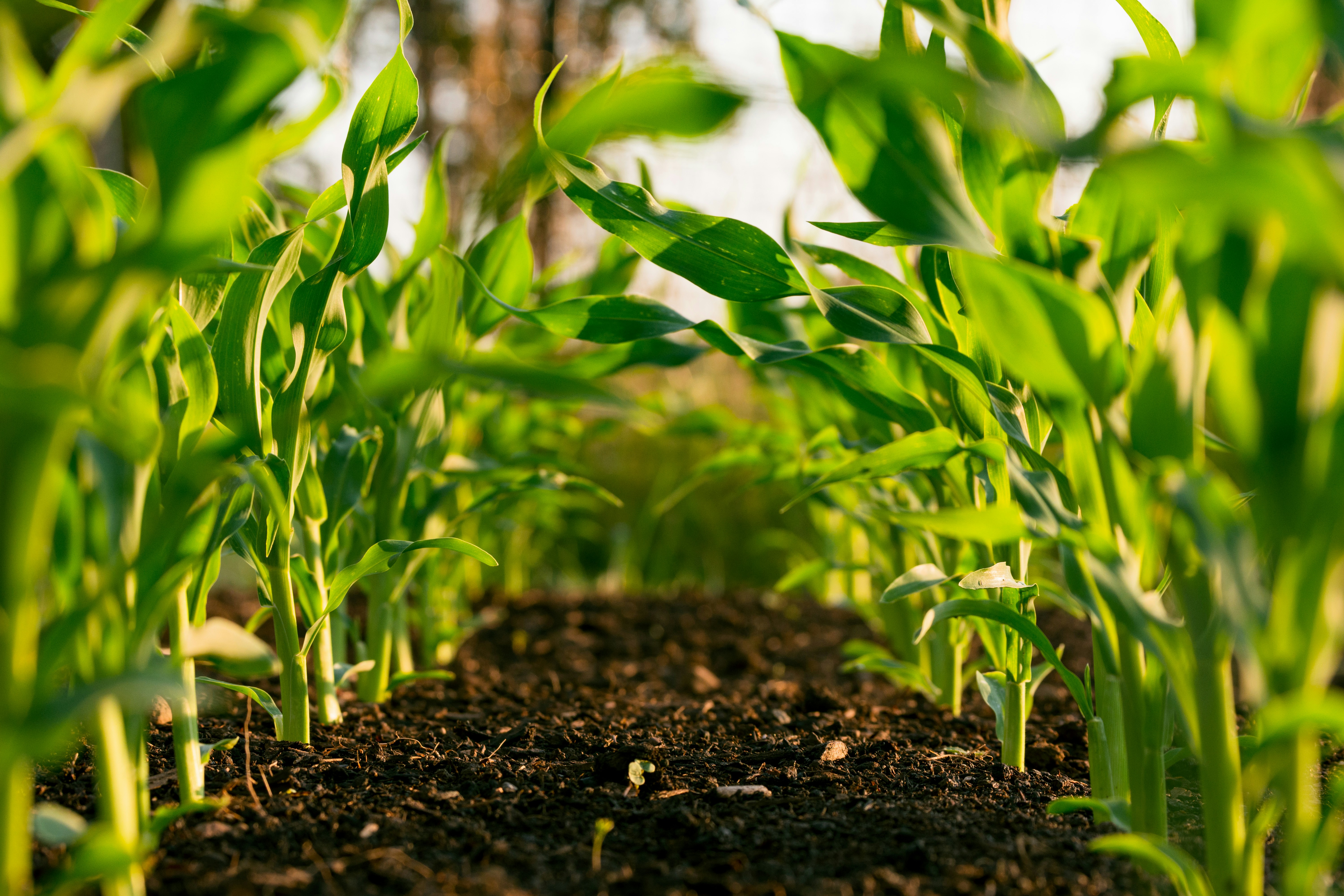plants