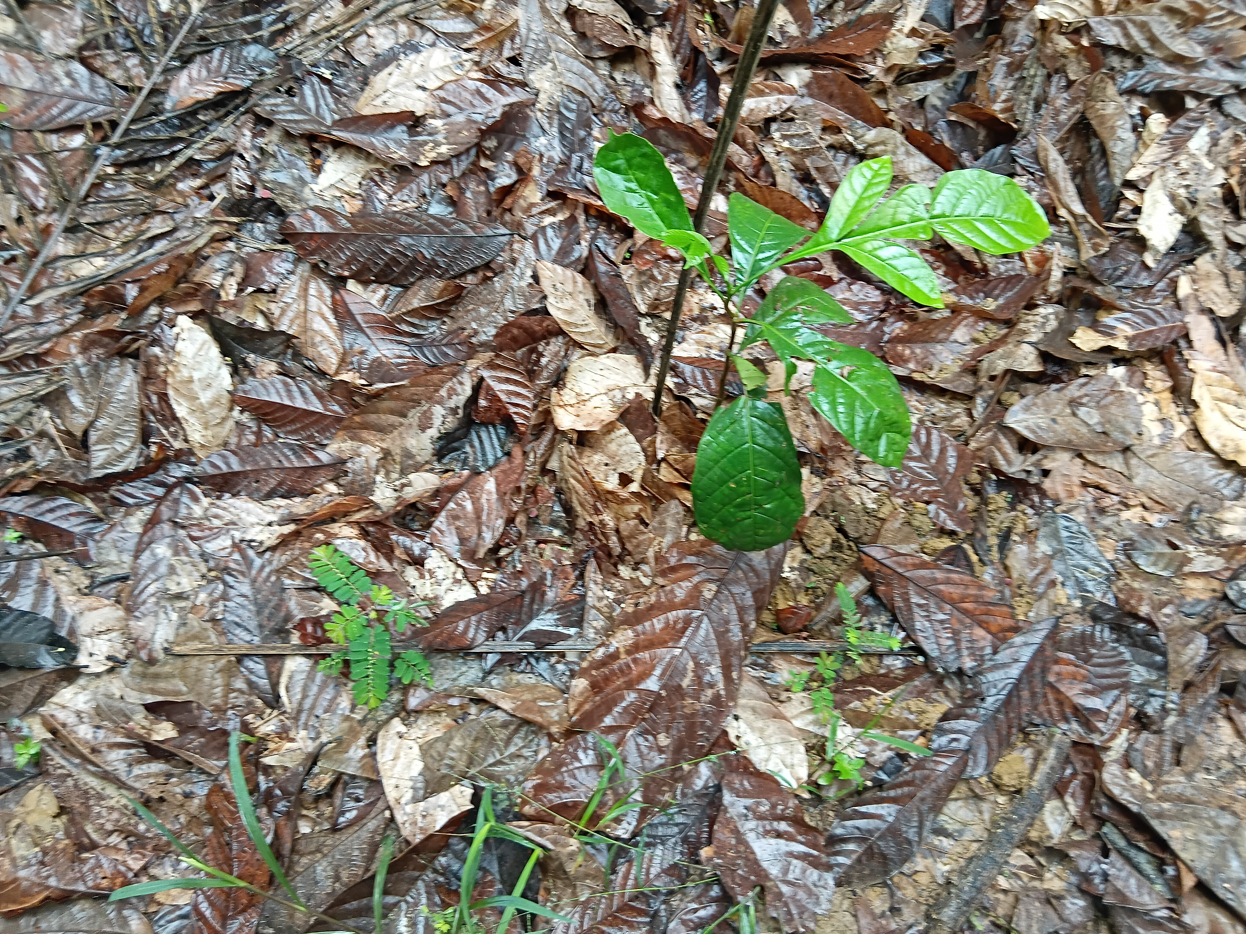 cacao sapling