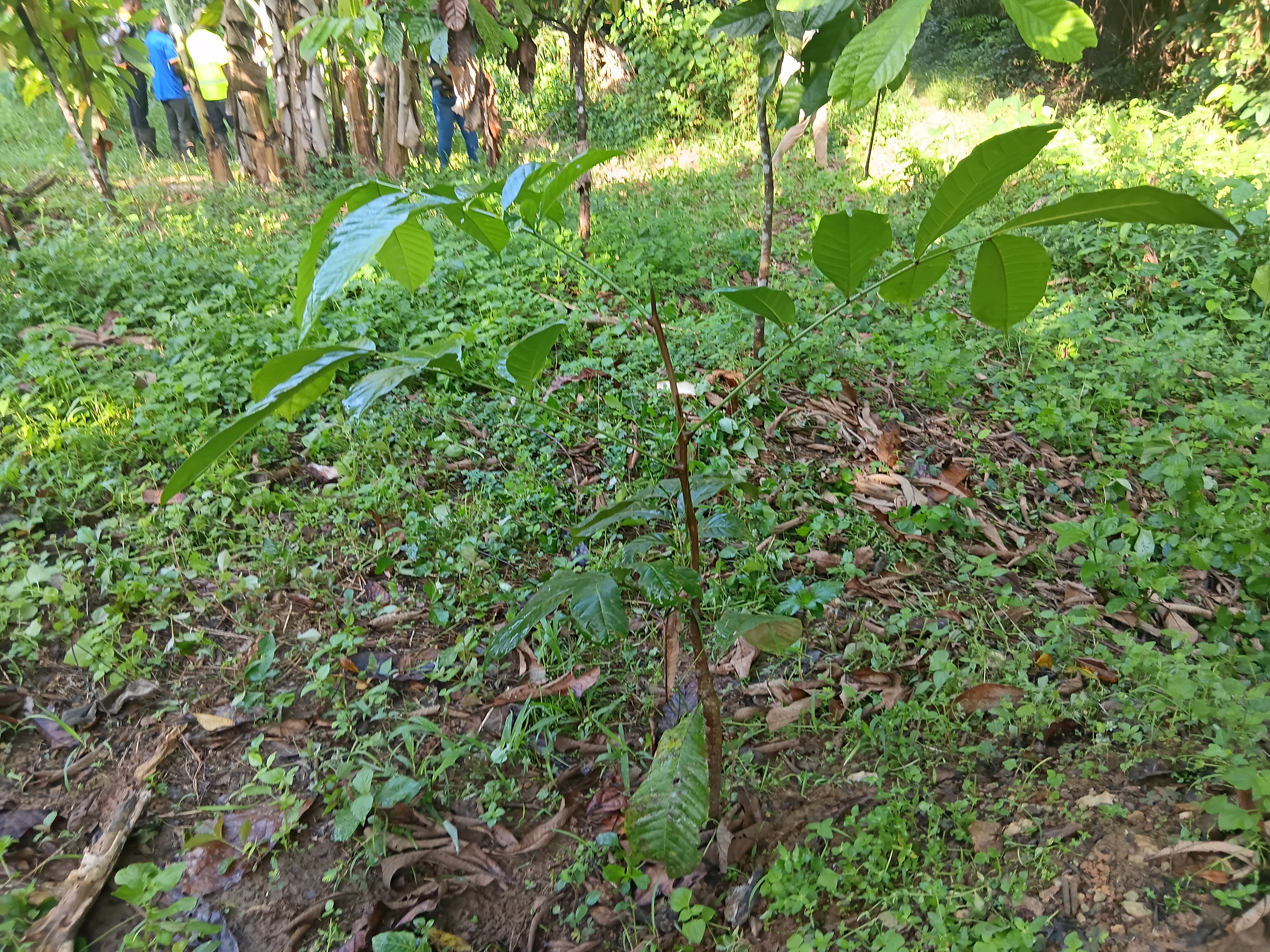 cacao sapling