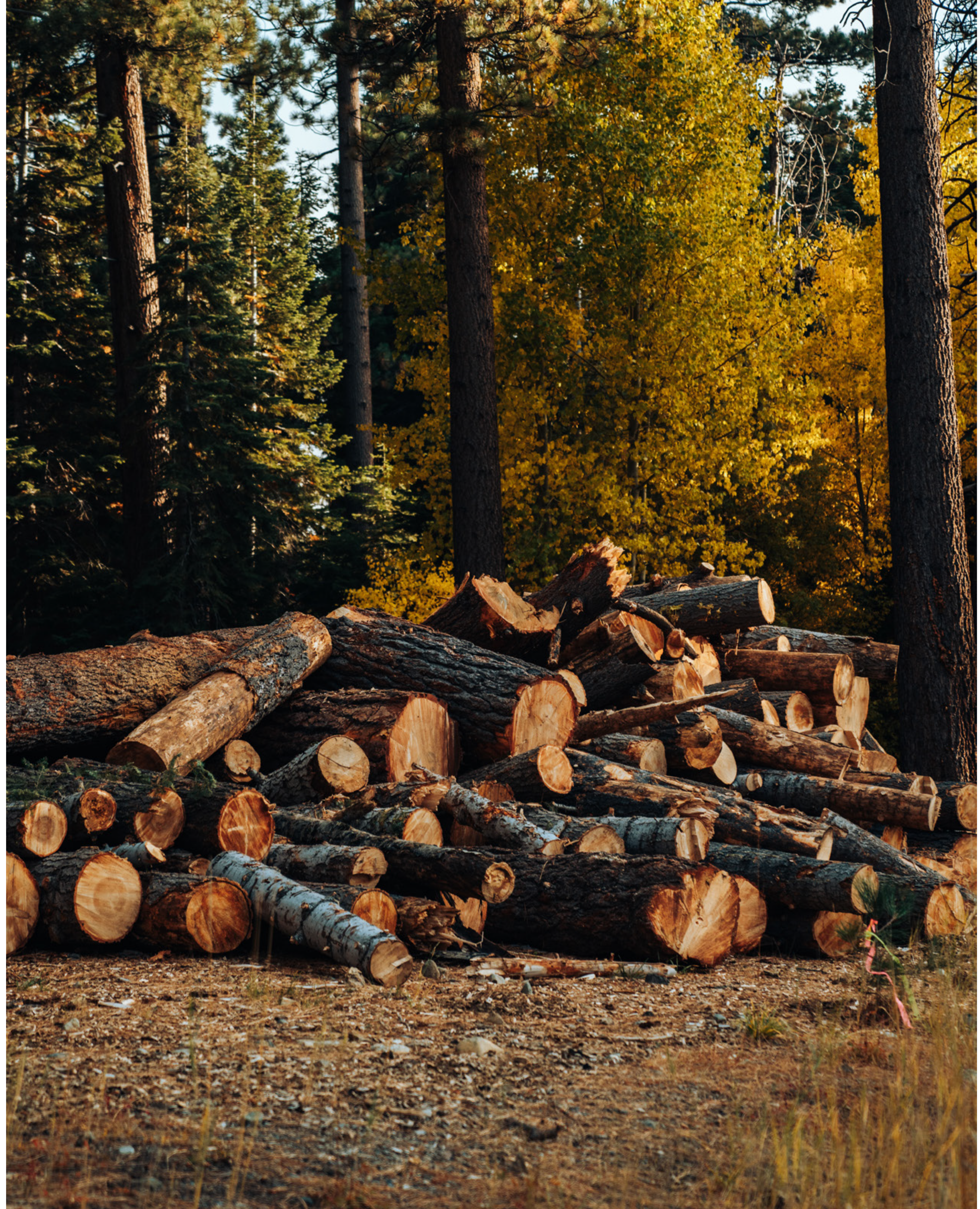 Timber Traceability