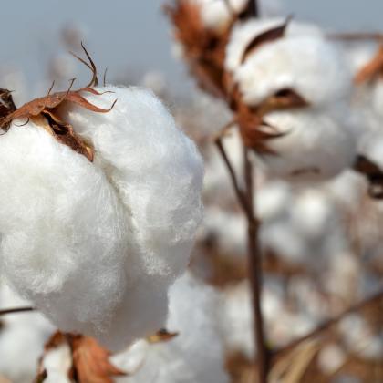 cotton