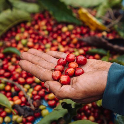coffee berries
