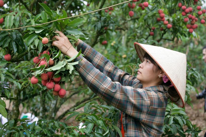 plucking lychee