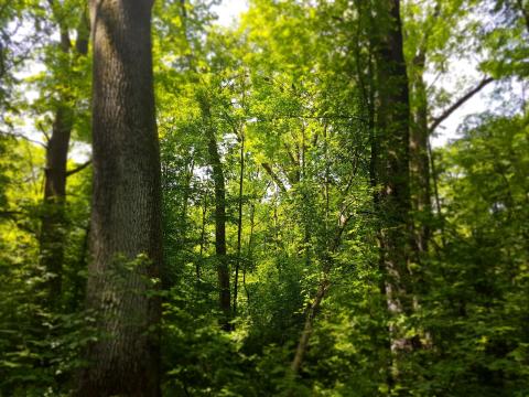 Fact check: Is logging permitted in Nature 2000 areas in Estonia? 