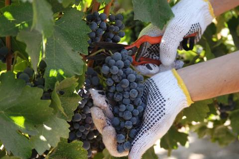 Vinturisme: At gøre rejser gennem vinmarker mere bæredygtige