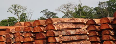 New tool helps importers transition to new EU timber law