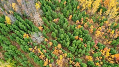 Den litauiske State Forest Enterprise: Fra CO2-aftryk til CO2-neutralitet