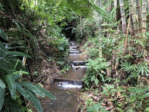 NEPCon-Preferred by Nature启动利益相关者关于森林生态系统恢复实地验证标准的咨询