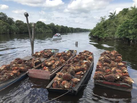 Palm oil verification scheme that pushes for sustainability innovations in the industry