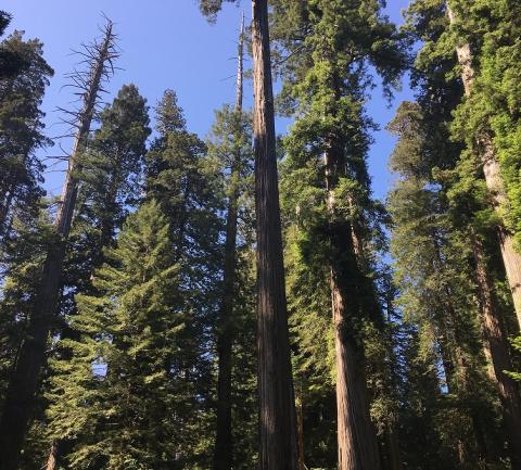 Columbia Forest Products——20年的FSC® 成功