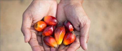Polish Coalition pledges to achieve 100% uptake of sustainable palm oil in the country by 2023 