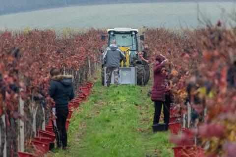 Un viticultor din Moravia devine producator de vinuri prietenoase cu mediul