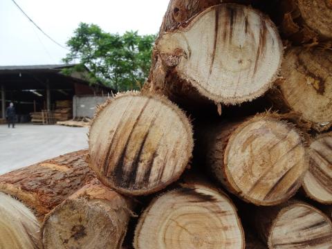 Time to include the timber trade in FLEGT
