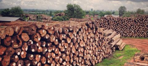 Danish regulator questions sale of Myanmar teak 