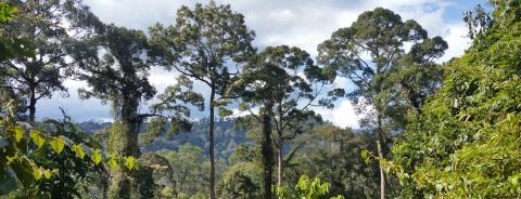 NEPCon and Rainforest Alliance sign agreement for certification programme acquisition, delivering credible services at global scale