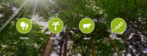 New timber risk assessments help companies source legal wood