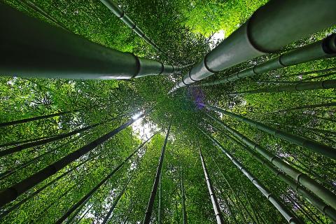 Voluntary carbon schemes on the rise