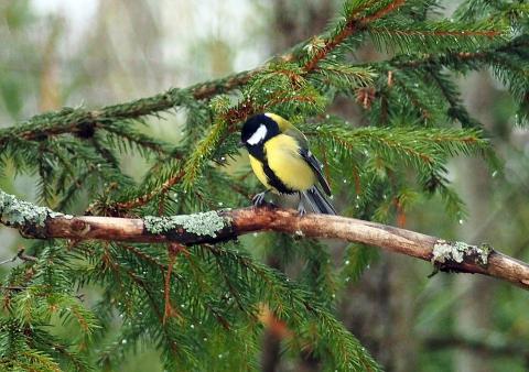FSC certification of 8,000 Swedish family forests