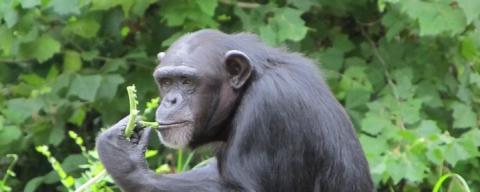 FSC helps to save the great apes