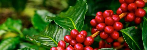 Five changes you should know in the Rainforest Alliance’s new agriculture programme 