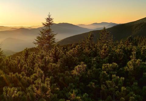 Updates on forestry certification in Ukraine