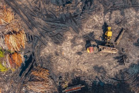 FSC™ no Silver Bullet against Illegal Timber Trade in Ukraine 