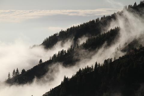Climate mitigation schemes may cause deforestation