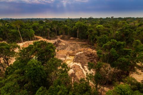 El Parlamento Europeo aprueba una ley histórica para combatir la comercialización de productos que causan deforestación y degradación forestal