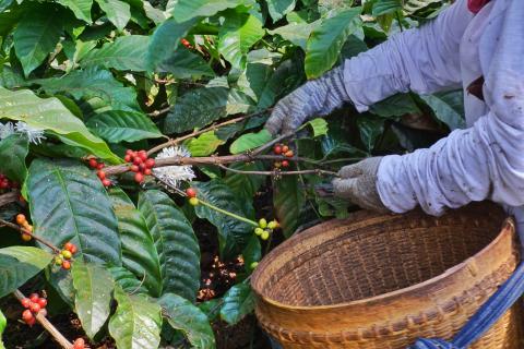 Nueva norma agrícola: un vistazo a como lo está haciendo Indonesia