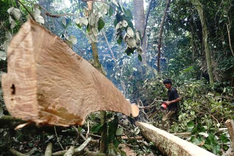 Arranca el proyecto EMMA4EU: Una alianza europea para informar y formar sobre la deforestación incrustada