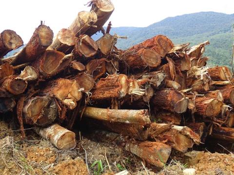 EU ministers: thumbs down to ban on illegal wood import