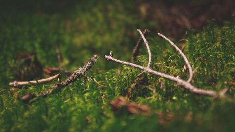 FSC group certification of forests: New rules under way