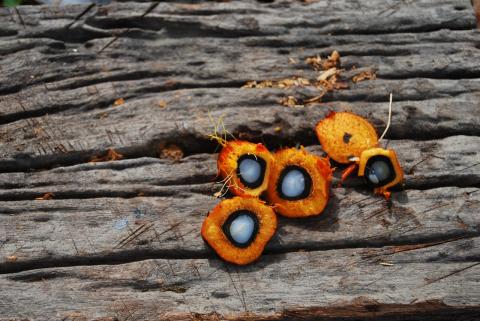 NEPCon is now POIG registered Certification Body  