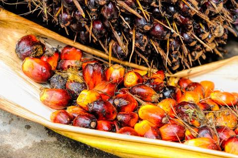  Ojon palm nut oil
