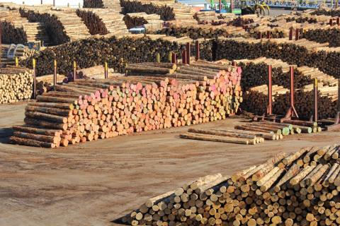 China: Reduced risk of illegal timber in supply chains as revised forest law kicks in