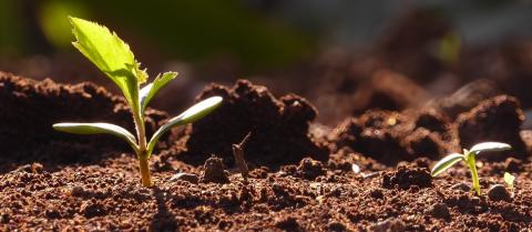 NEPCon offers expert guidance to start-ups with a positive impact on nature 