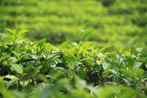 Response statement on the Thomson Reuters Foundation article concerning wage deductions in Sri Lanka tea estates 