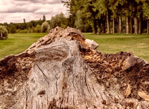 EU Parliament votes to curb illegal timber trade