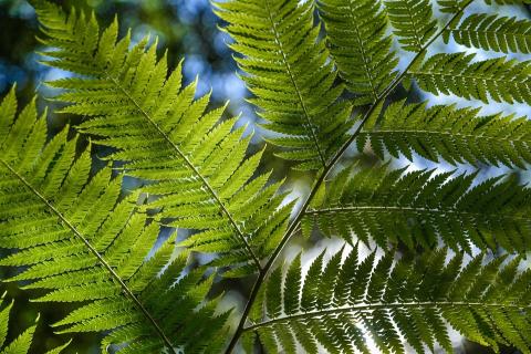 DK public bodies ask for FSC and PEFC