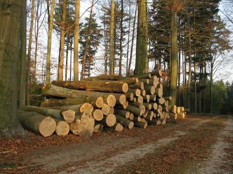 New FSC rules for forest groups: a helping hand for family forests