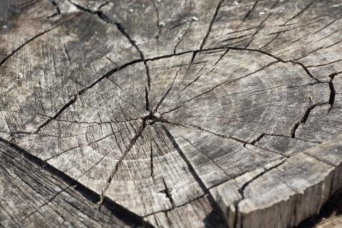 Congo: Illegal logging in 13 million ha halted