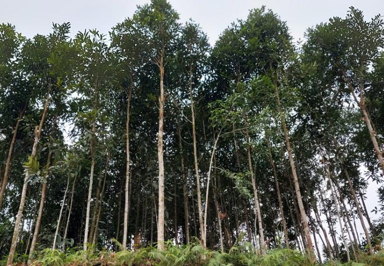 Strengthening forest management practices in Vietnam for improved livelihoods and economic development