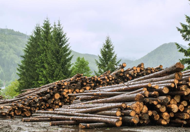Study on Certification and Verification Schemes in the Forest Sector and for Wood-based Products
