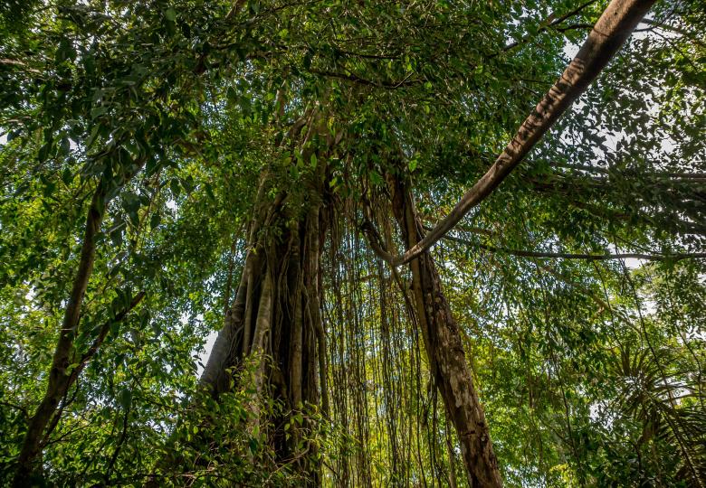 Testing Indonesian National FSC standard