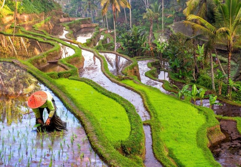Low Carbon Rice: Reducing climate impact of rice production in Indonesia