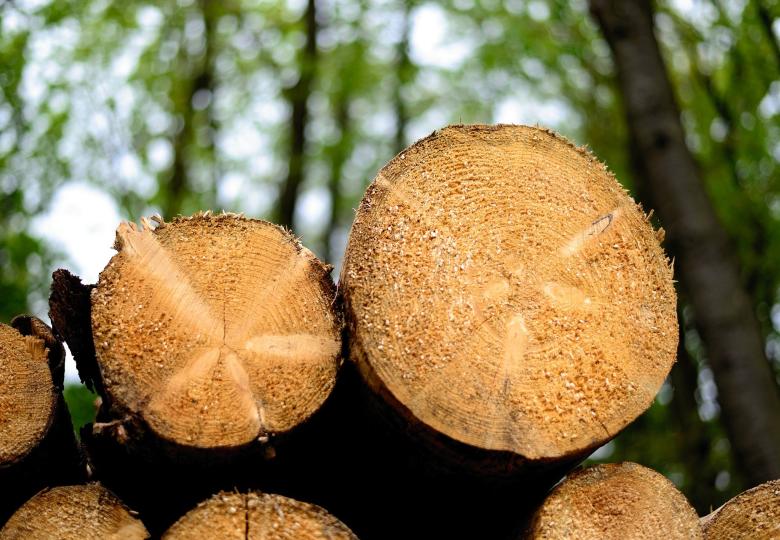 Strengthening the capacity for timber actors in Rwanda