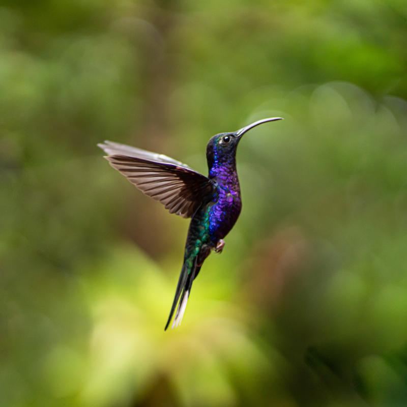 humming bird