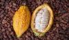 cacao