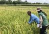 Rice Matters: New label for sustainable rice farming and to help reduce massive greenhouse gas emissions