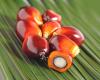 Project offers free expert support to Danish companies pursuing responsible sourcing of palm oil, soy and beef